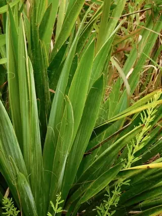 Adam's needle yucca (Yucca filamentosa), foliage