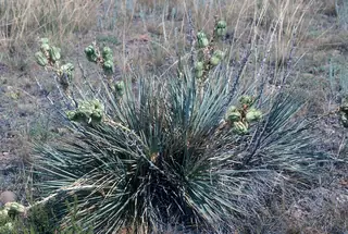 Small soapweed / Great Plains yucca (Yucca glauca), bloom