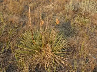 Small soapweed / Great Plains yucca (Yucca glauca), mature form