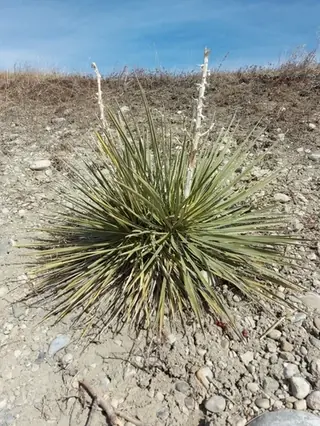 Small soapweed / Great Plains yucca