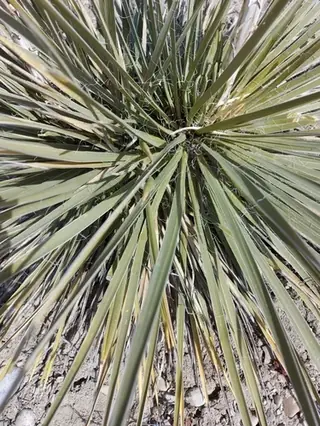 Small soapweed / Great Plains yucca (Yucca glauca), foliage
