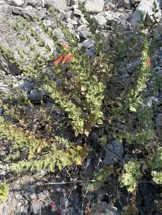Orange carpet / hummingbird trumpet (Zauschneria garrettii), bloom