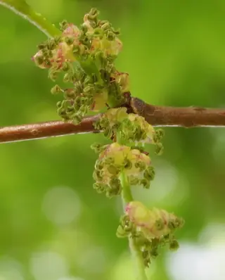 'Green Vase', 'Village Green' (Zelkova serrata), foliage