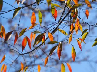 'Green Vase', 'Village Green' (Zelkova serrata), mature form