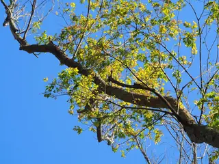 Zelkova, Japanese Zelkova 'Musashino'